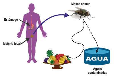 HELICOBACTER