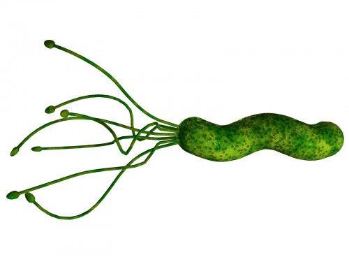 o_helicobacter-pylori