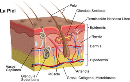 piel