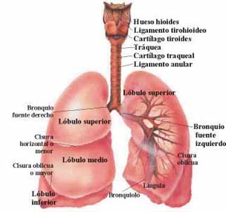 pulmones