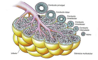 funcion_prostata