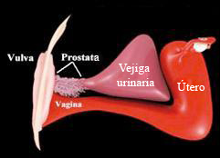 prostata femenina