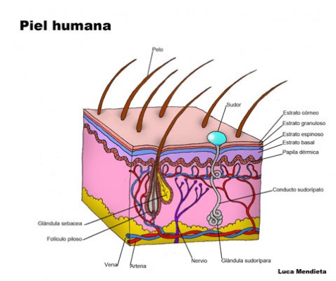 Piel-Humana