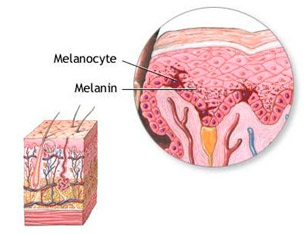 melanocitos