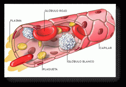 glóbulos