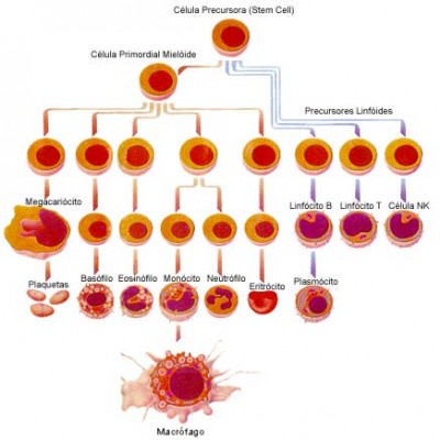 leucemia-esquema-celular