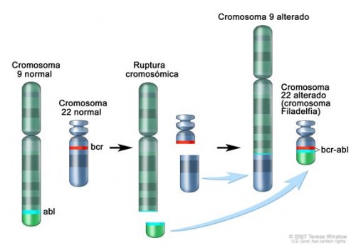 leucemias