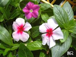 vinca