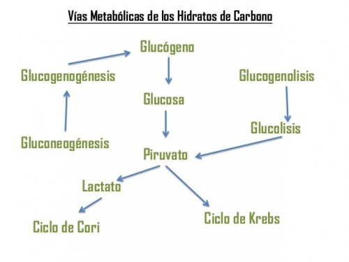 vias_hidratos