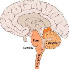 220px-Brain_bulbar_region.svg