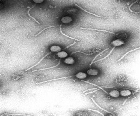 bacteriófagos