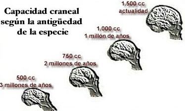 capacidad_craneal