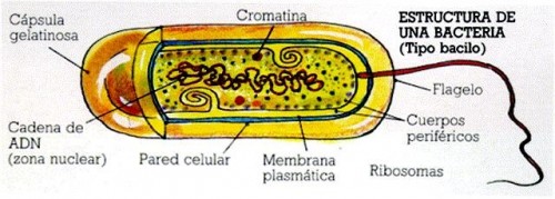 estruc_bacteria