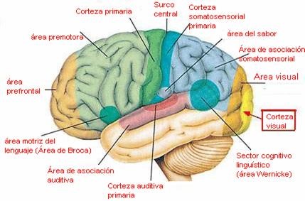 funcion_cerebral