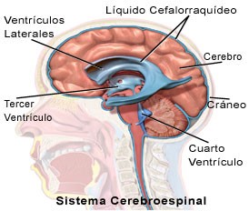 sistema_cerebroespinal