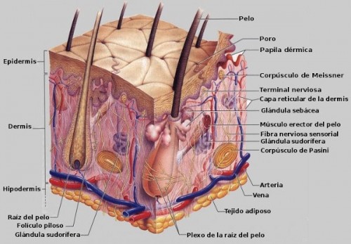 dermis