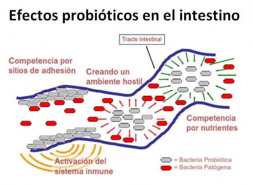 efectos_probioticos