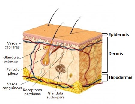 epidermis