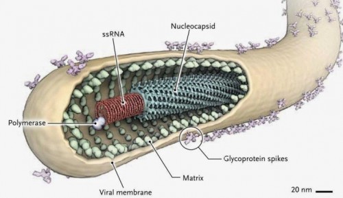 filovirus