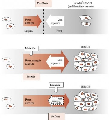 Oncogenes