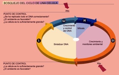 ciclo