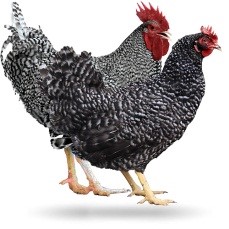 gallos
