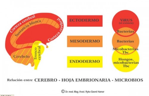 cerebro_relacion