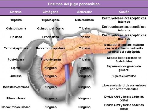 enzimas_jugo_pancreatico