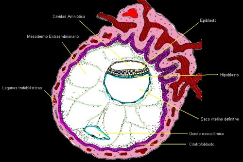 medula