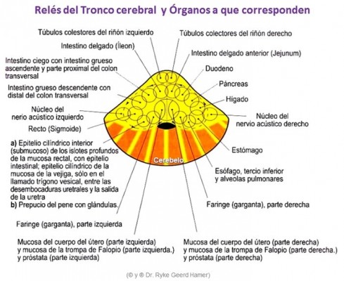 reles_tronco