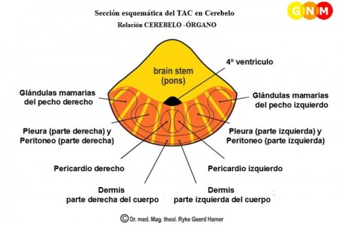 tac_cerebelo