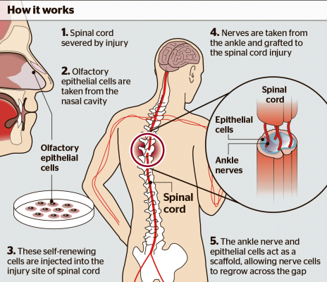 Vascular_Endotelial