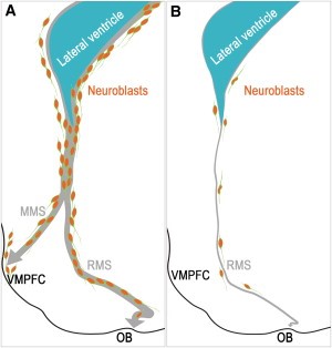 post_natal_neurogenesis