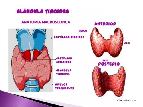 g_tiroides