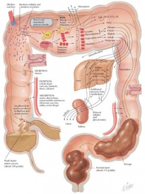 intestino