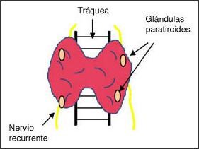 parafoliculares