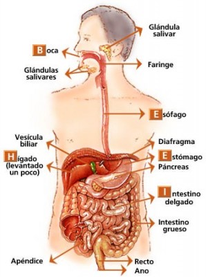 aparato_digestivo