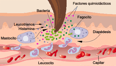 mucosas