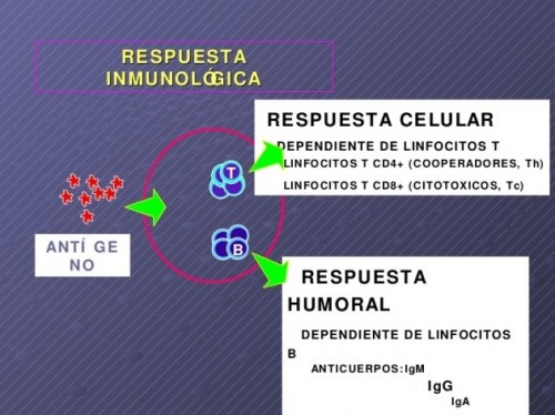rpta_inmunologica