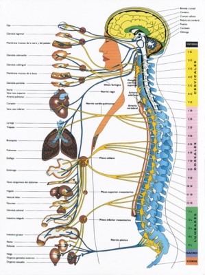 s_nervioso