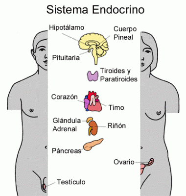 sistema_endocrino