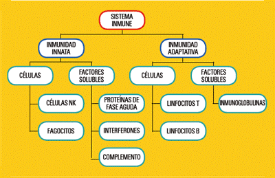 sistema_inmune