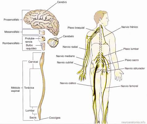 cerebro_neurodegenerativas