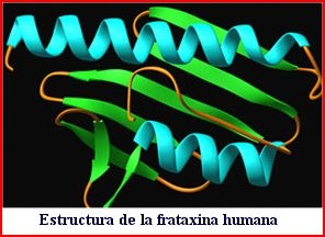 estructura_fractaxina_hum