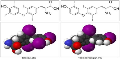 hormona tiroi