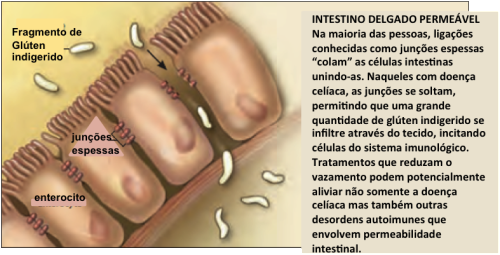 permeabilidade intestinal