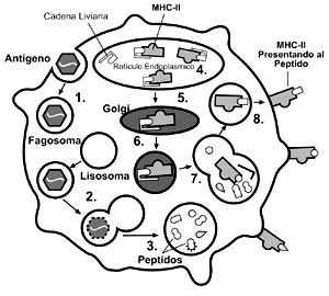 fagocitosis