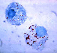 ‌intrabacteriano