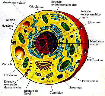 celula