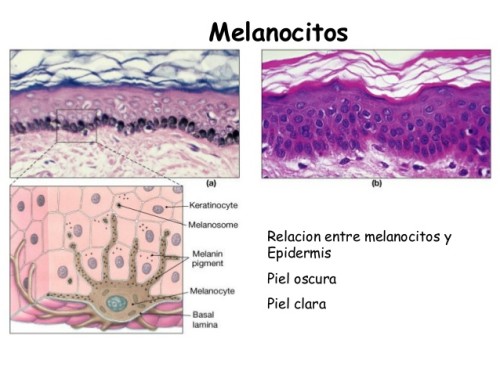 piel-histologia-13-638